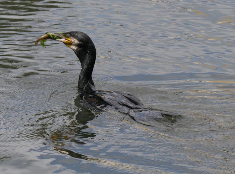 A picture of a Great Cormorant with a fish in its mouth.
