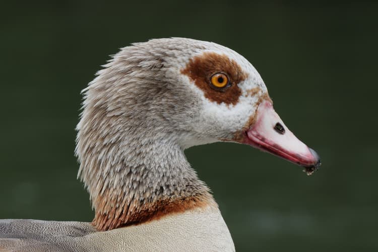 A close-up of an Egyptian goose's face.
